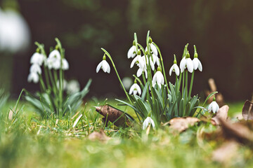 Fototapeta premium White snowdrops blooming in green grass, early spring flowers in natural outdoor setting.