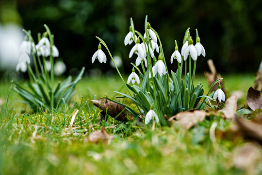 White snowdrops blooming in green grass, early spring flowers in natural outdoor setting.