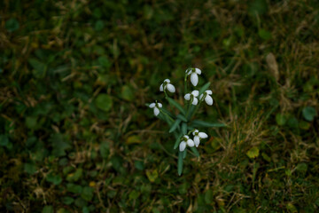 White snowdrops blooming in green grass, early spring flowers in natural outdoor setting.