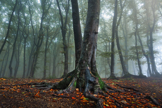 Strange looking tree trunk in foggy forest. Horror totem look like a tree. Creepy foggy woods
