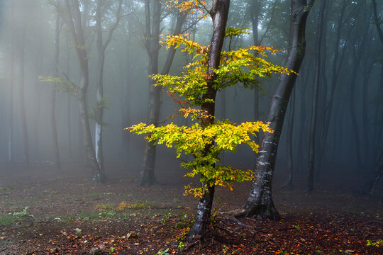 Foggy forest landscape. Tree with yellow leaves in misty woods. Creepy nature