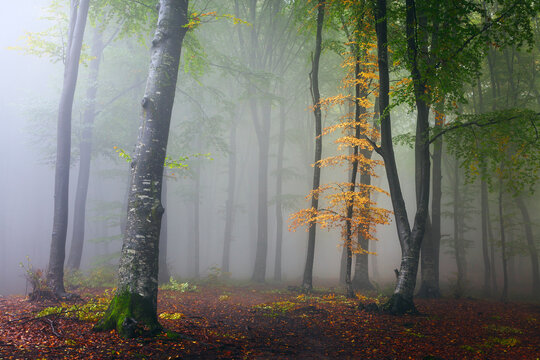 Foggy forest landscape. Tree with yellow leaves in misty woods. Creepy nature