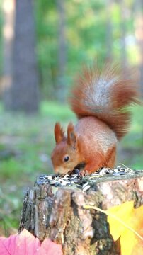 Red squirrel stands on a tree stump in a forest park, picks up sunflower seeds, chews, lowers its head to grab more, then sits upright again in warm autumn morning light.
