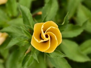 Damiana flowers are blooming in the morning