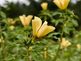 Damiana flowers are blooming in the morning
