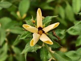 Damiana flowers are blooming in the morning