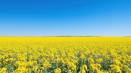 Fototapeta premium Captivating blooming canola fields open landscape nature photography clear sky expansive view vibrant yellow contrast