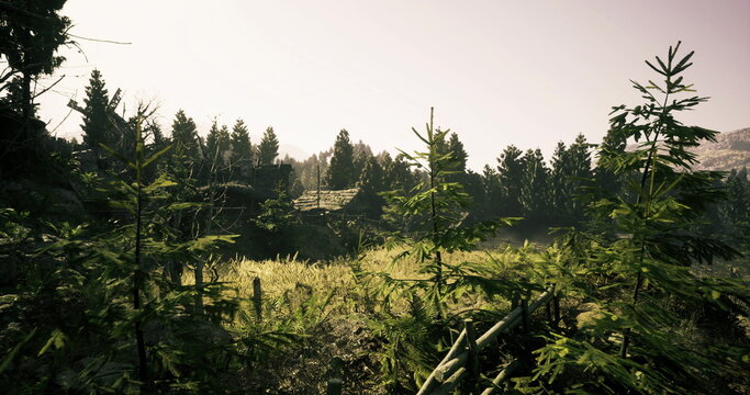 Sunlit meadow with young pines and grasses, botanical survey mood with detailed vegetation textures, soft ambient light, ecological research and field study