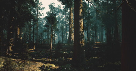 shadowed pine trail with dappled sunlight, uneven ground and open clearing ahead, dynamic mood suggesting trail running and outdoor endurance © icetray