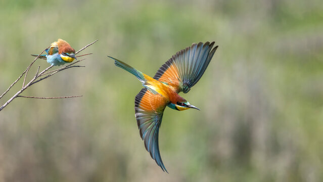 European Bee Eater in Action.