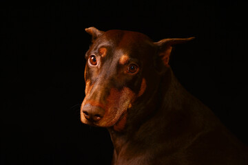Close‑up studio portrait of a purebred Doberman Pinscher dog on black background, showing detailed facial markings, upright ears, smooth coat and the calm, confident temperament of this elegant breed © Gabriela
