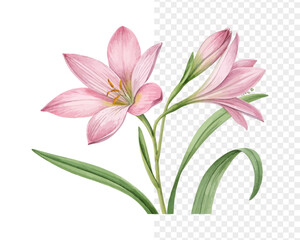 Naklejka premium Watercolor Zephyranthes Blossom, Soft Tropical Floral Vector Isolated on White