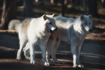 Majestic Arctic Wolves in sunlight, two white Polar Wolves resting near tree in natural forest environment, Canis lupus arctos portrait