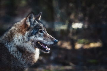 Fototapeta premium Majestic Gray Wolf standing in forest sunlight, powerful wild predator portrait in natural habitat, Canis lupus 