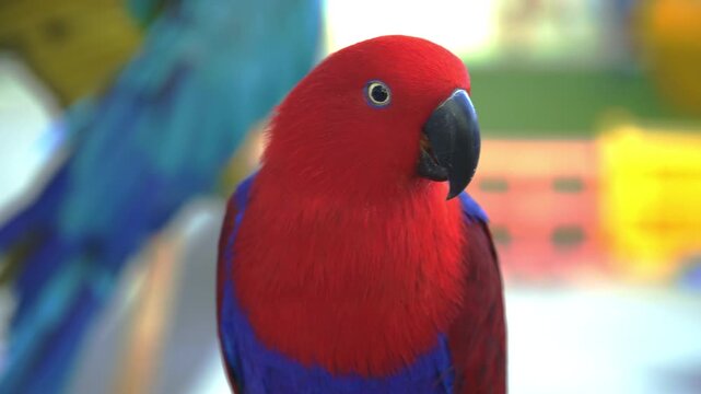 Close-up red and blue female Eclectus parrot standing on a log.