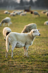 Fototapeta premium Herd of sheep grazing in fenced open pasture during summer within an urban area. Urban farming, sustainable agriculture, livestock breeding, rural life in the city environment.