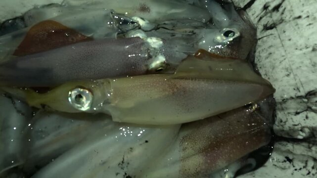 Several freshly caught squid display wet bodies with pale, reddish, and bluish tones, visible fins, large reflective eyes, and chromatophores, highlighting their natural camouflage and fresh seafood.