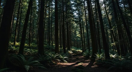 Obraz premium Sun-dappled forest path. Lush, dark green trees line a narrow, shadowed trail. Fern-covered ground