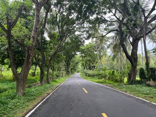 Mountain Forest Landscape