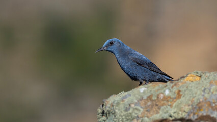 Blue Rock Thrush 