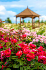 紅いバラのある庭