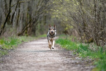 A Dog's Journey Through the Wilderness - Capturing Adventure and Serenity in Nature