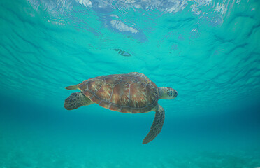 Obraz premium A beautiful green turtle swimming in the crystal-clear waters of the island of Curaçao