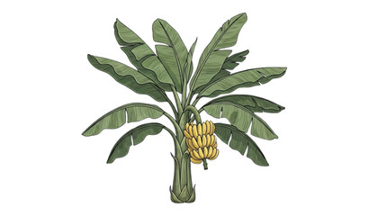 A vector illustration of a banana plant with green leaves and yellow fruit © MdAtaur