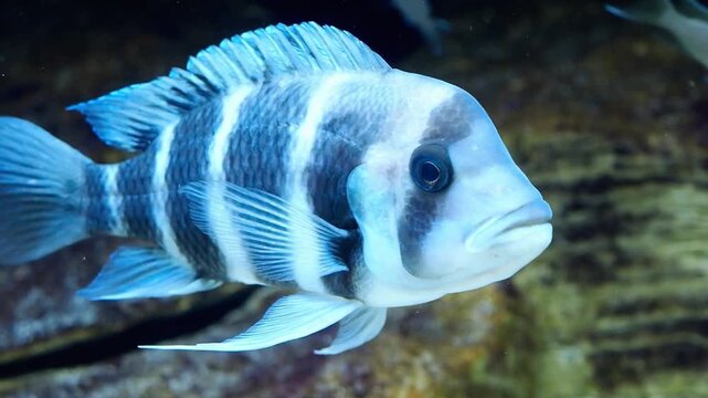 Close-up of Cyphotilapia frontosa, a tropical cichlid with royal blue body, striking white bands, and prominent nuchal hump, showcasing its majestic and commanding presence in aquarium.