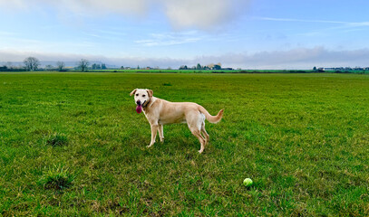 Fototapeta premium dog on the meadow