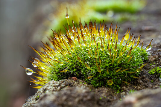 Jeweled moss &mdash; a perfect sphere of dew on a golden needle tip 
