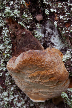 Scientific macro study of polypore crust with guttation droplets 