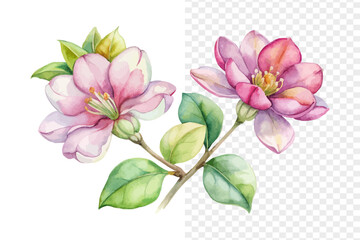 Fototapeta premium Xylosma Watercolor Flower, Exotic Garden Botanical Illustration Isolated on White