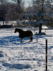 Horses in winter in the Fj&auml;llnora Nature Reserve. Uppsala, Sweden