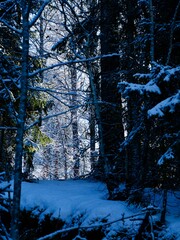 Winter Forest Thellnora Nature Reserve