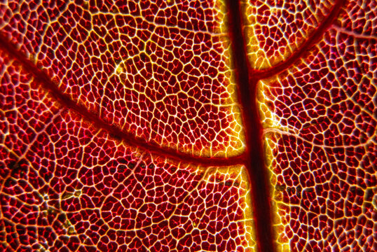 Reticulate venation of Parthenocissus leaf showing anthocyanin rich autumn tissue