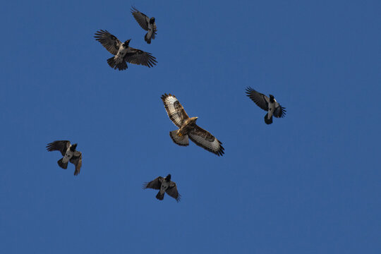 Crows chase the common buzzard