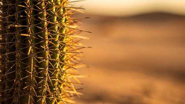 Bisnaga Mexican Cactus Close-Up
