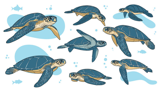Beautiful collection of sea turtle illustrations showing different swimming angles and movements in the deep blue ocean.