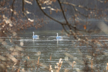 Zwei Höckerschwäne gleiten über dünnes Eis auf winterlichem See – glitzernde Eisstruktur,...