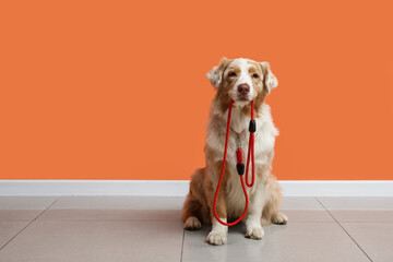 Cute Australian Shepherd dog with leash sitting near orange wall