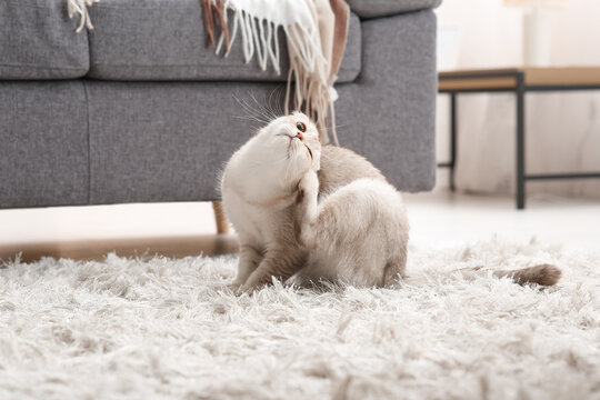 Cute Scottish fold cat itching on carpet at home