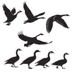 Various black silhouette canada geese walking and flying, showcasing different poses and natural movements, wild birds in motion, airborne and terrestrial, natural behaviors © Md Monjel Sheikh