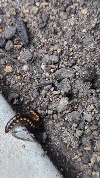 A Yellow-spotted Millipede (Harpaphe haydeniana) crawling slowly over a textured concrete surface near damp soil. The footage highlights its segmented black body, bright yellow defensive spots.