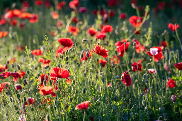 Fototapeta premium Natural and floral background, red poppy flowers in a garden in the sunlight