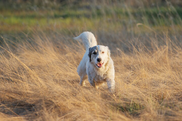 Happy white mixed breed dog running and resting in dry grass field during sunset. Active pet outdoors
