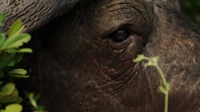 Extreme Close-up of Cape Buffalo with massive horns. many mites suck to bull skin drink blood. Annoying parasites. Wild animals of South Africa in natural habitat. Conservation nature in national park