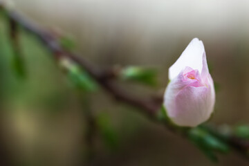 Spring background with blooming almond on a green background. Pink flowers, flowering season, nature, floral backdrop. Suitable for greeting cards, banners, advertising, social media, invitations, fes
