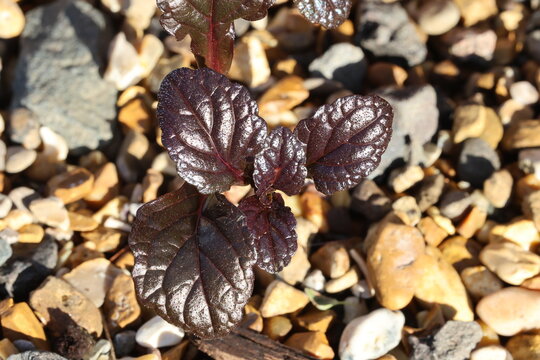 Ajuga reptans 'Braunherz'.  Glossy deep purple bugle leaves . 