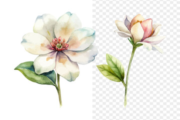Fototapeta premium Watercolor Chamelaucium Blossom, Soft Miniature Floral Vector Isolated on White